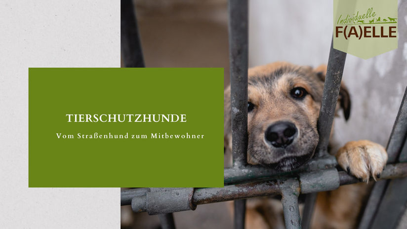 Tierschutzhunde